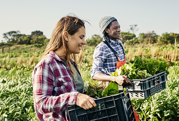 Two people on a farm carrying small crates of food