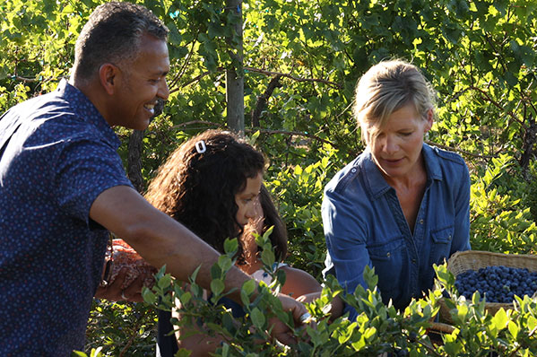 family picking blueberres